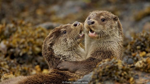 Otters are very social and playful animals (Credit: credit: Charlie Hamilton James)